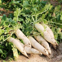 Củ cải trắng trồng tự nhiên
